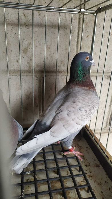 Gołebie pocztowe w roznych barwach