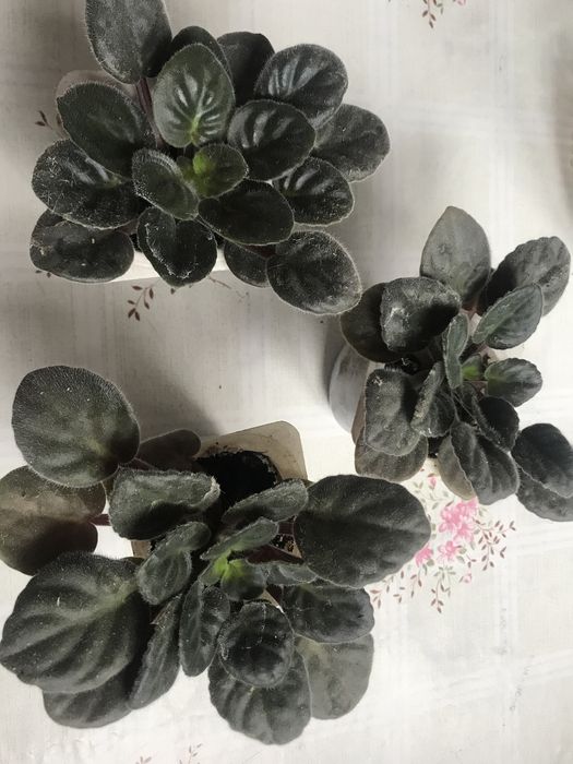 Фіалки, фіалка кімнатна