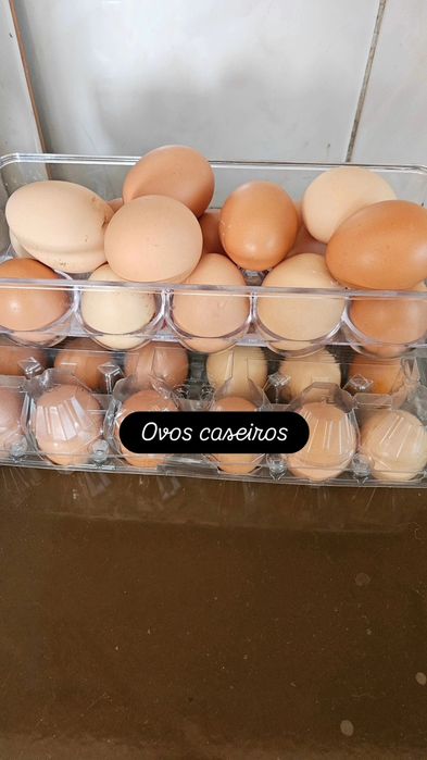 Ovos de galinha caseiros