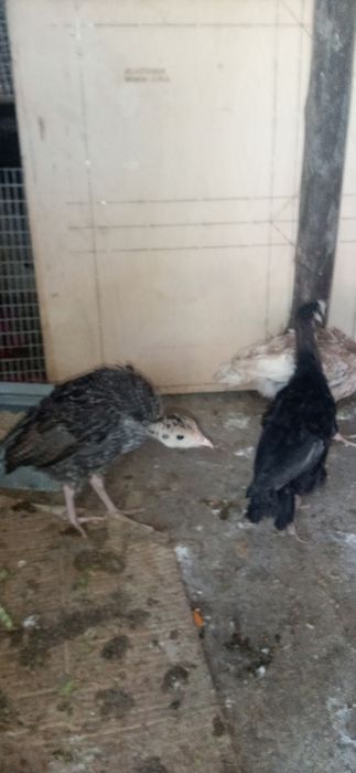 VENDO Perus caseiros