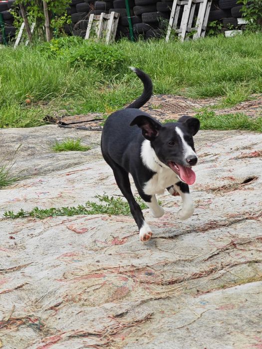 Wally do adopcji! Sandomierz