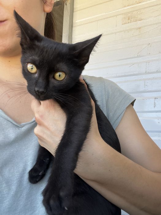 Tito- Gatinho bebé para adoção