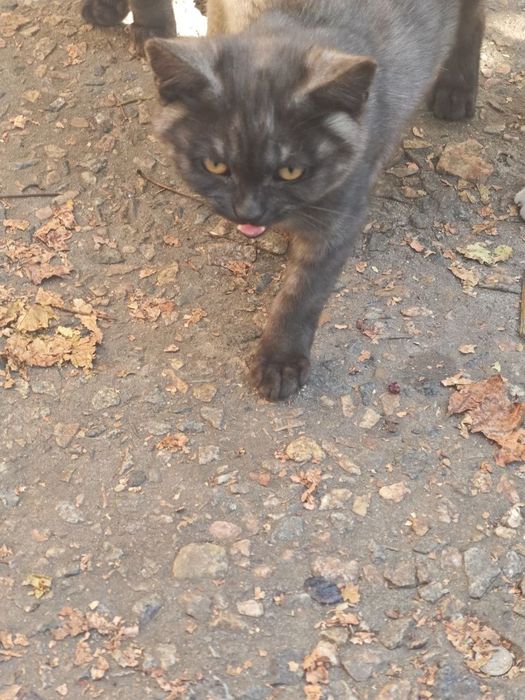 Котенок мальчик красавчик