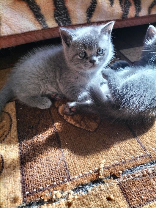 Продам шотландский котенок ( девочка)