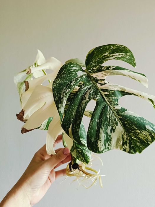 Monstera variegata - sadzonka