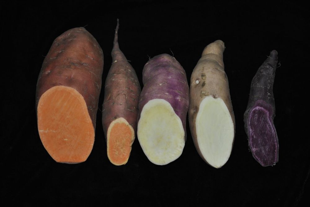 Продається батат . Багато сортів