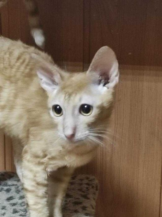 Котёнок корниш рекс