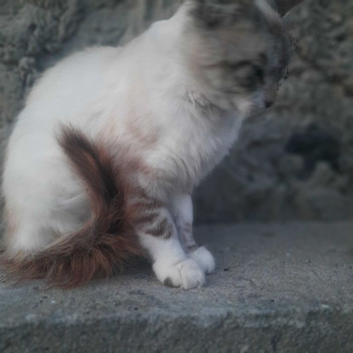 Котик шукає люблячу родину