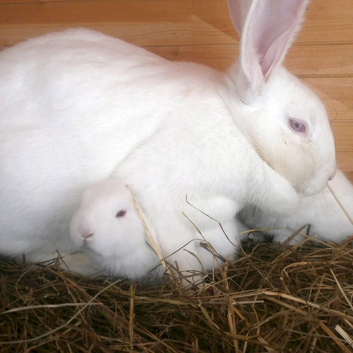 Продам кролів білий Паннон