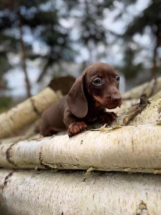 Śliczny piesek jamnik miniaturka czekoladowy podpalany z metryką wypra