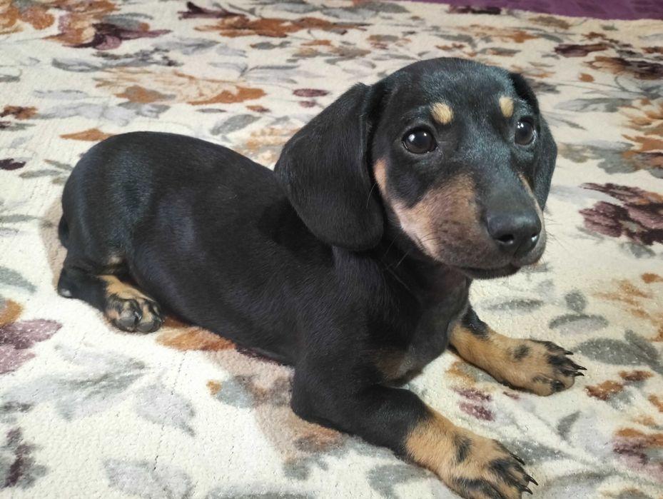 Цуценята мініатюрної такси