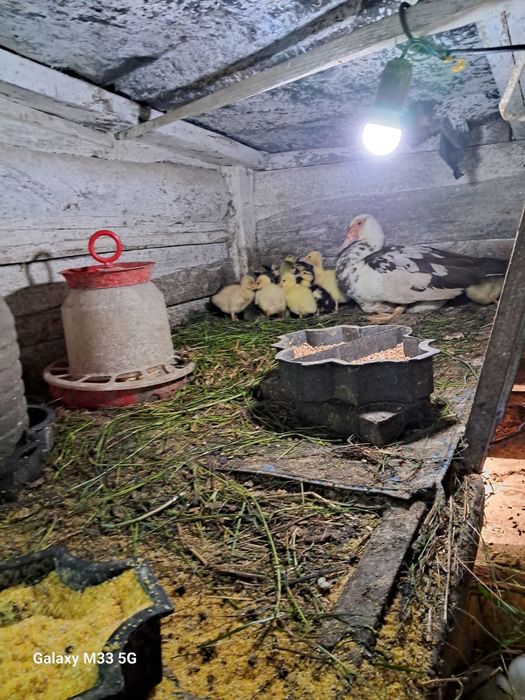індокачки шипуни,гусята і яйця інкубаційні