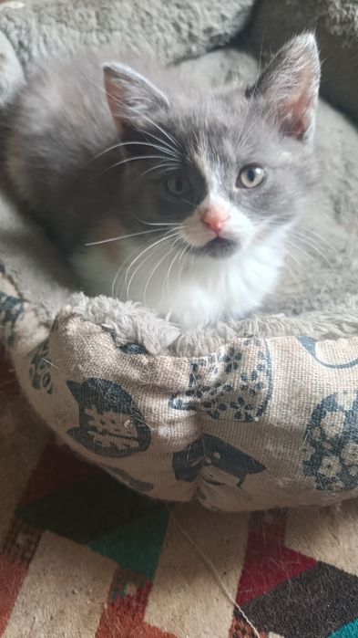 В добрые руки котята