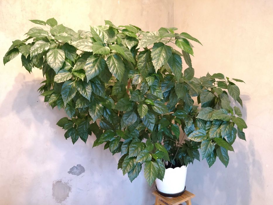 Róża chińska z pełnymi kwiatami