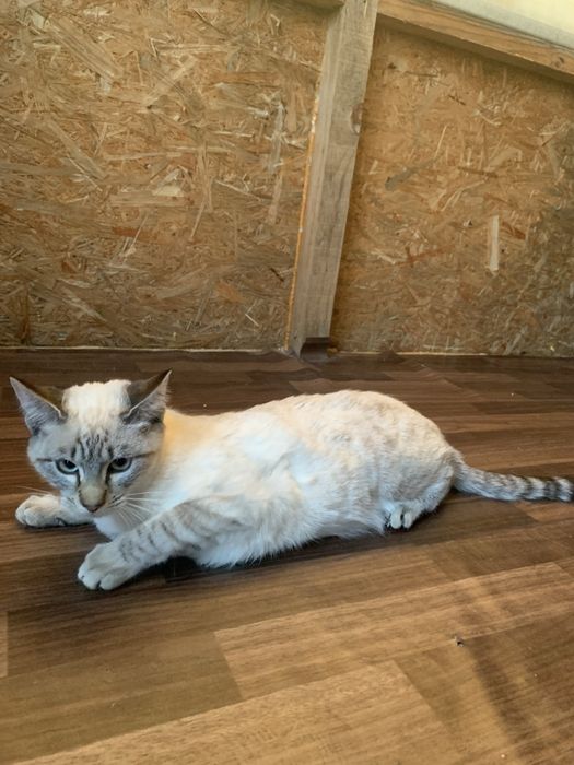 Dá se gata com 6 meses