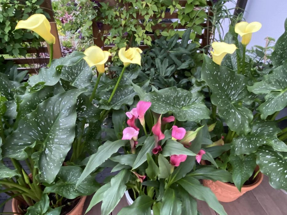 Kalia żółta cebulki