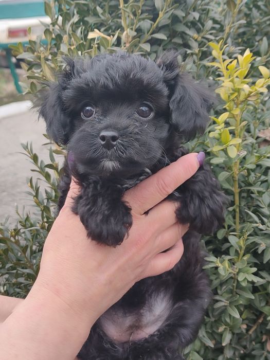 Дівчинка маленька йоркіпу