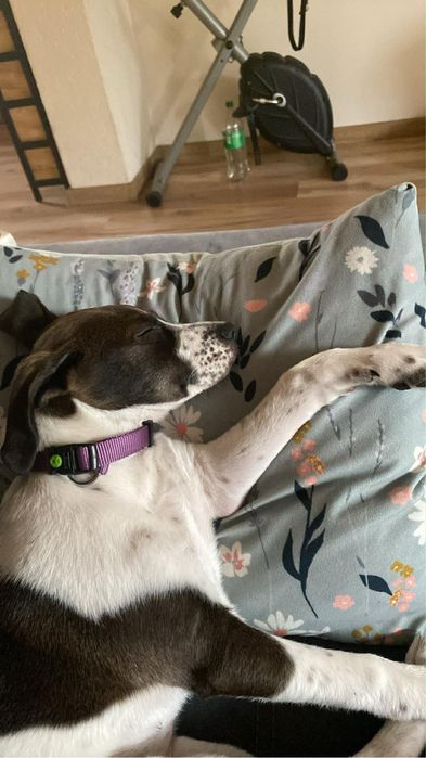 Oddam 3/4 miesięczną sunie