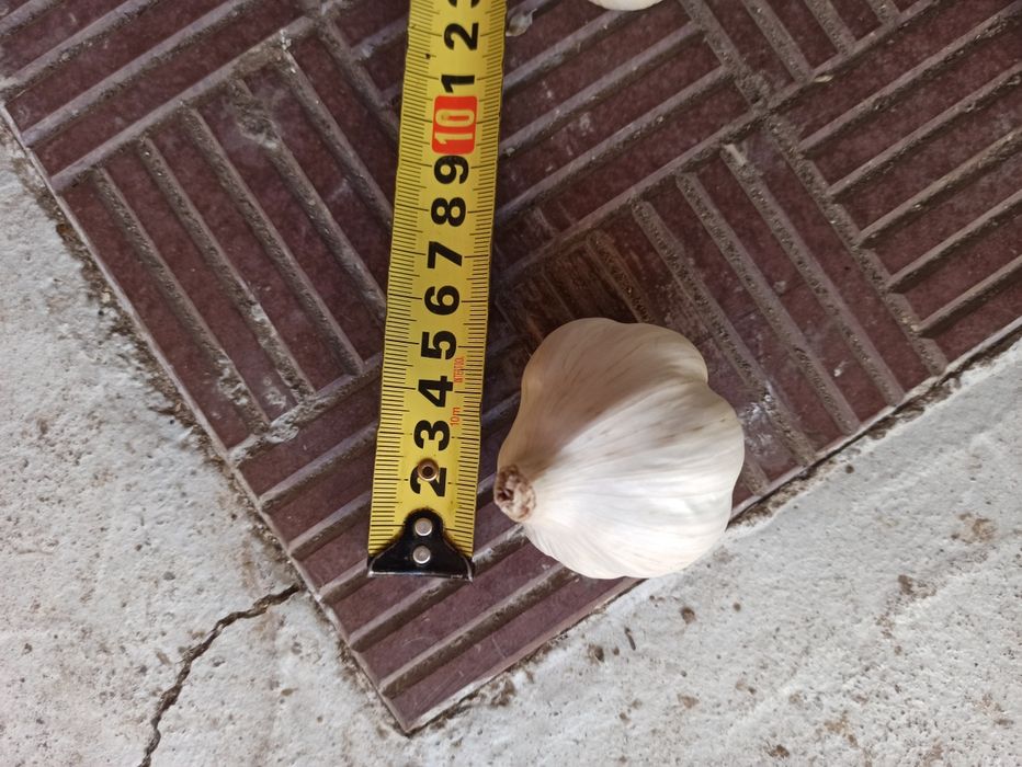 Яровий Сочинський