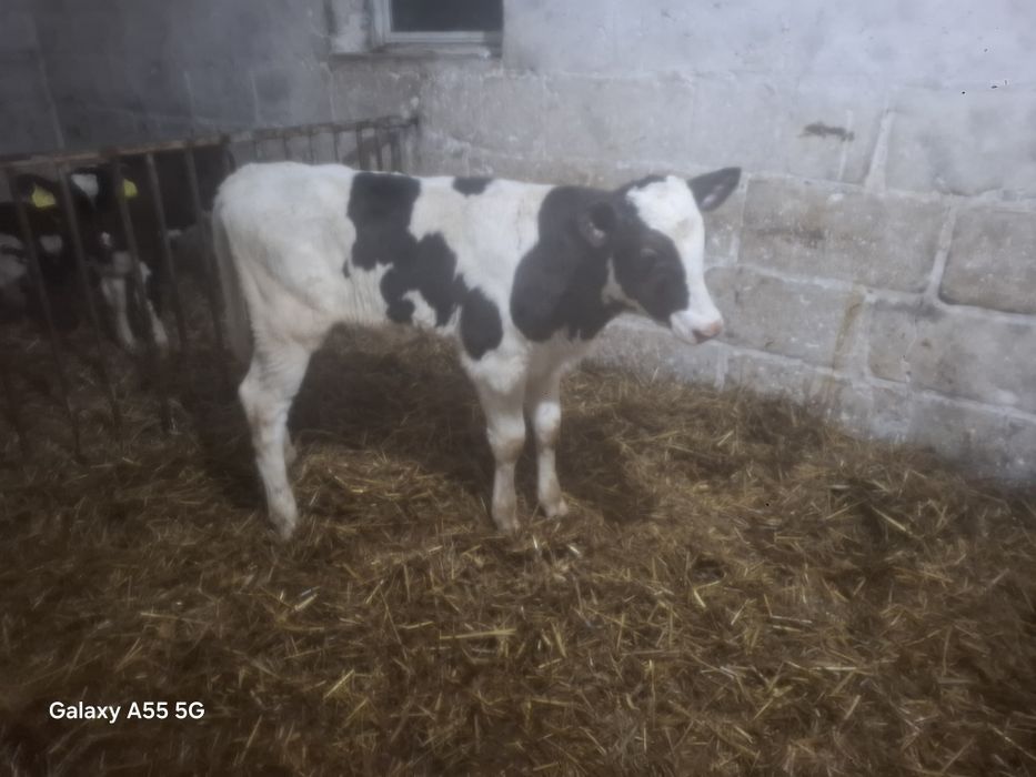 Sprzedam byczka odchowanego