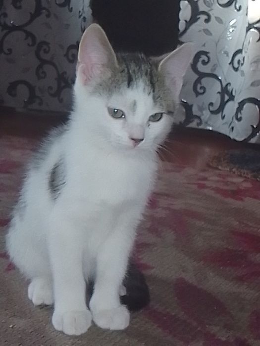 Кошечка четыре месяца