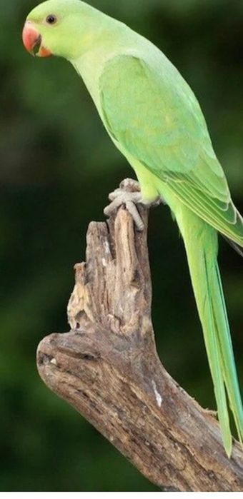 Ringneks para ceder aves muito meigas de perfeita saude