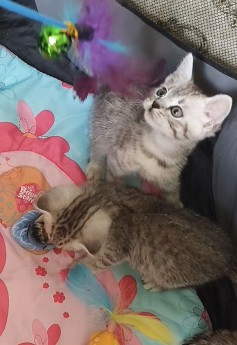 Шотландский Мальчик в Шиншилловой шубке