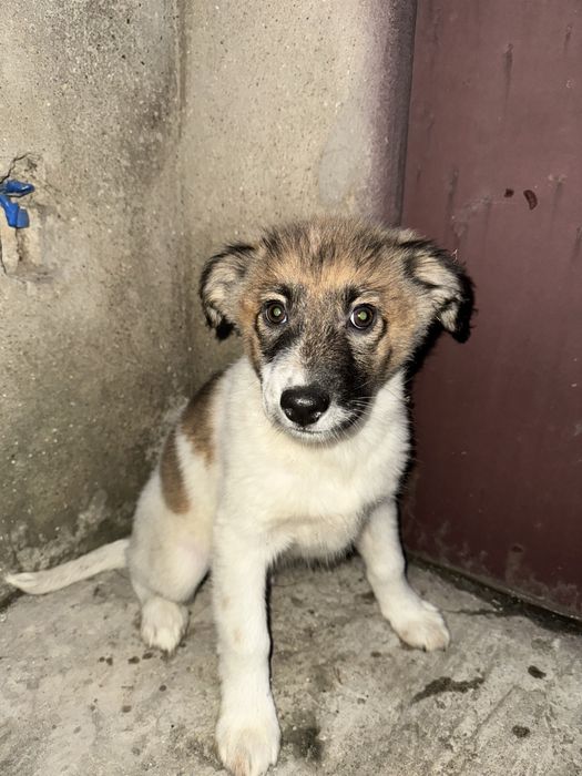 Отдам в хорошие и добрые руки