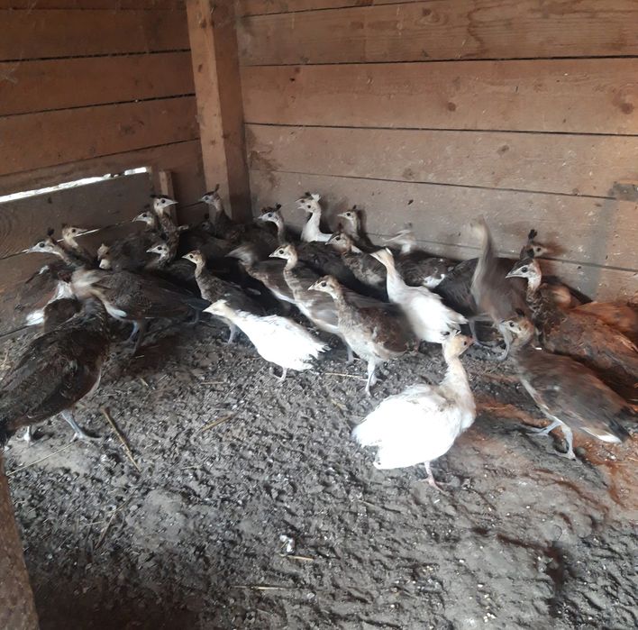 Paw  PAWIE  indyjskie  niebieskie , szeki  , białe i  inne