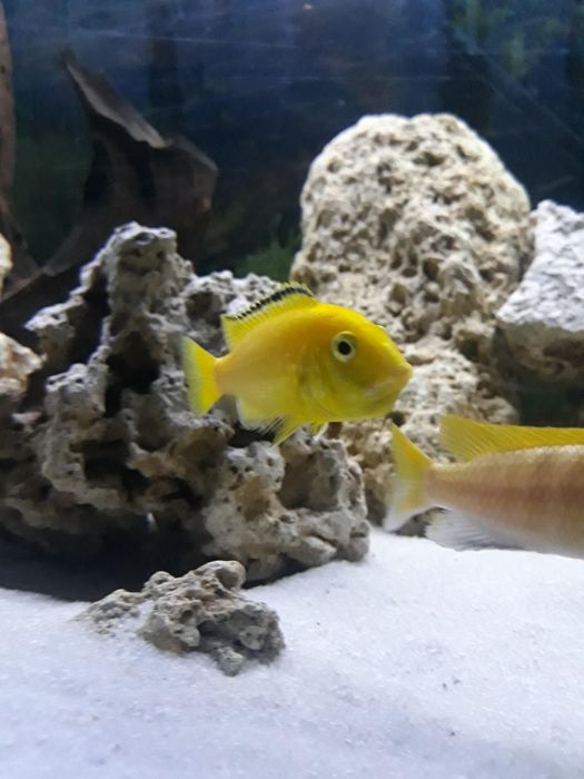 Crias Caeruleus Ciclideo