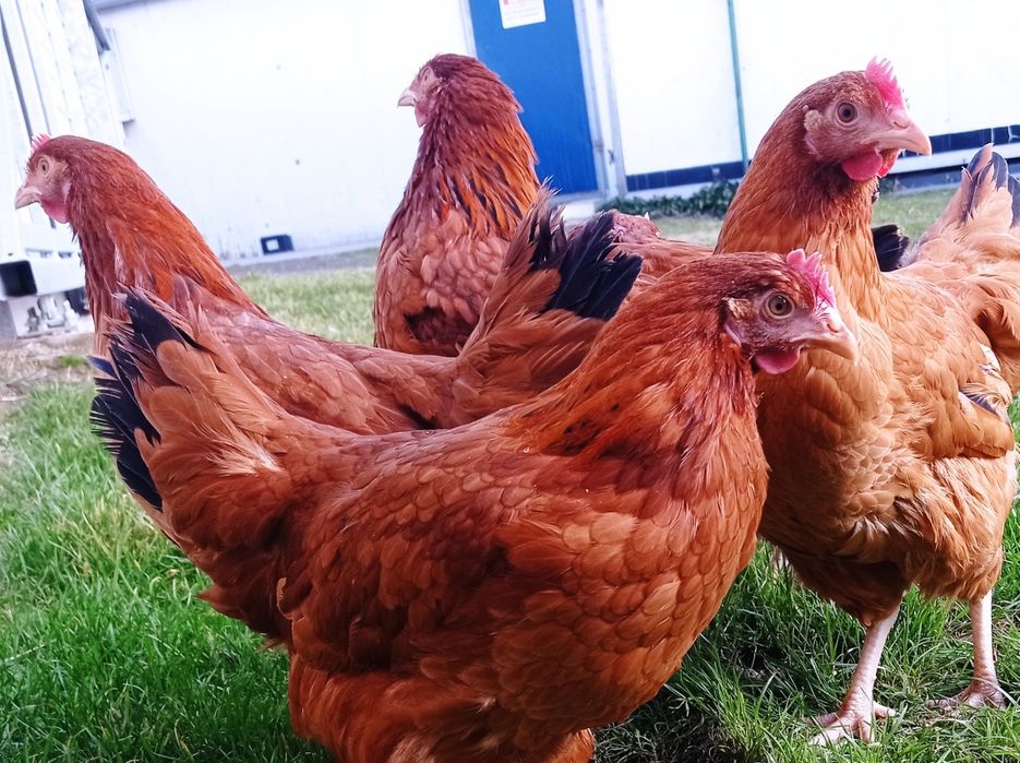 Kury nioski Rossa młode kokoszki leghorn zielononóżki na jajko