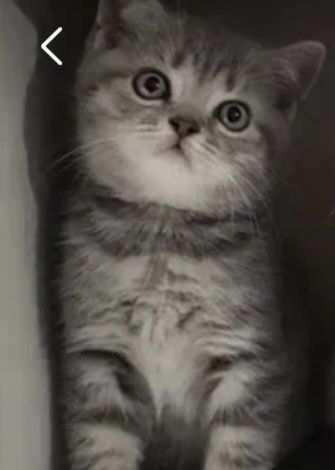 Скоттиш страйт котята