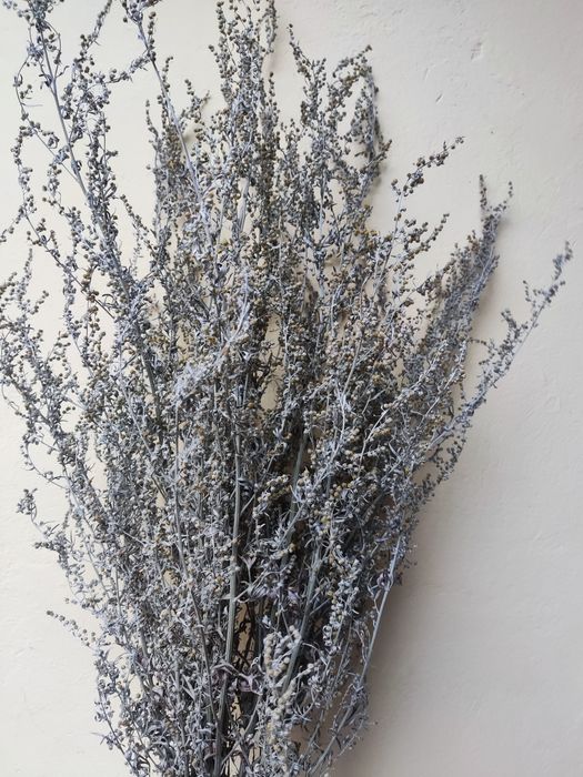 Duża wiązka piołunu z kwiatem