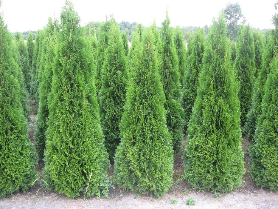 THUJA TUJA  Szmaragd na żywopłot do 250cm- 300 cm PROMOCJA