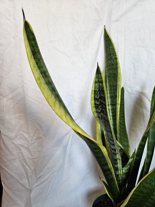 Planta Espada de São Jorge Vaso plástico Verde 16 cm