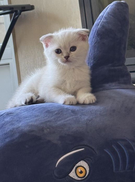 Кошенята висловухі