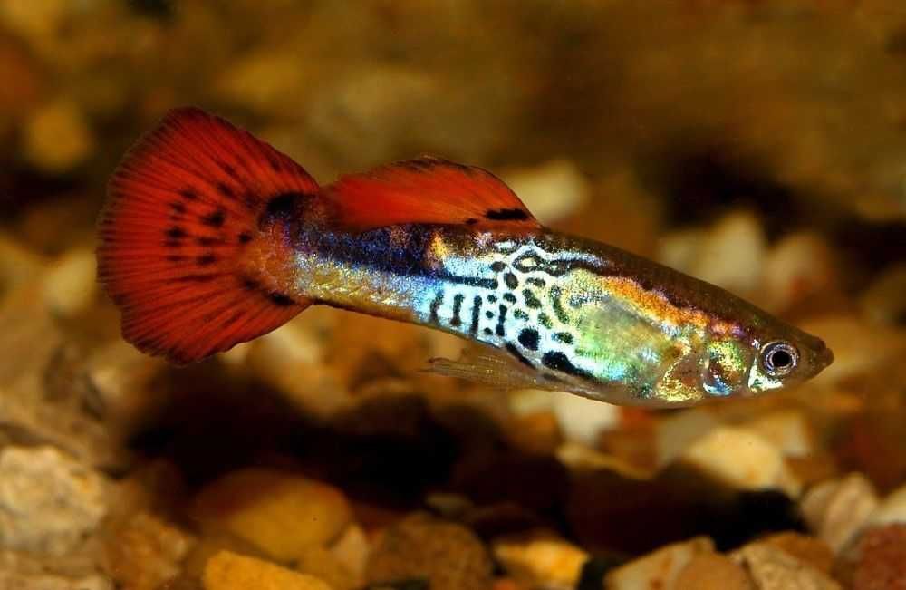 GB Gupik Endlera Cobra RED - dowóz ryb!