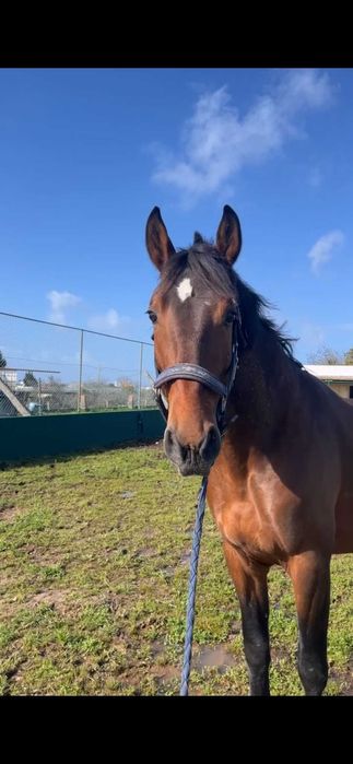 Poldro Lusitano X Hannoveriano