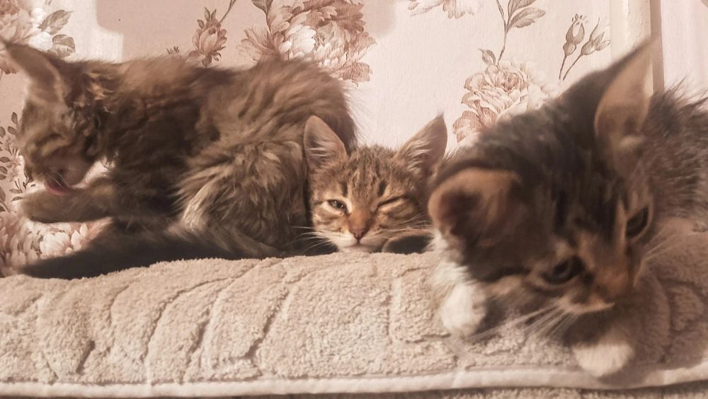 ласковые малыши очень ждут, когда хоть кто-то их полюбит.