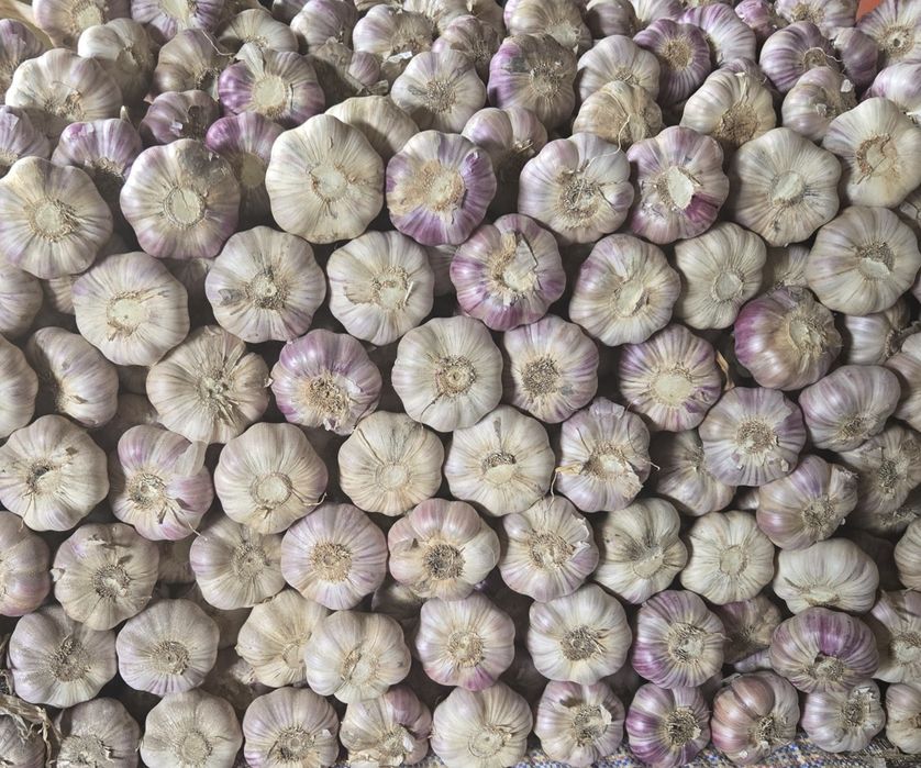 Czosnek polski HARNAŚ 5,5-6cm