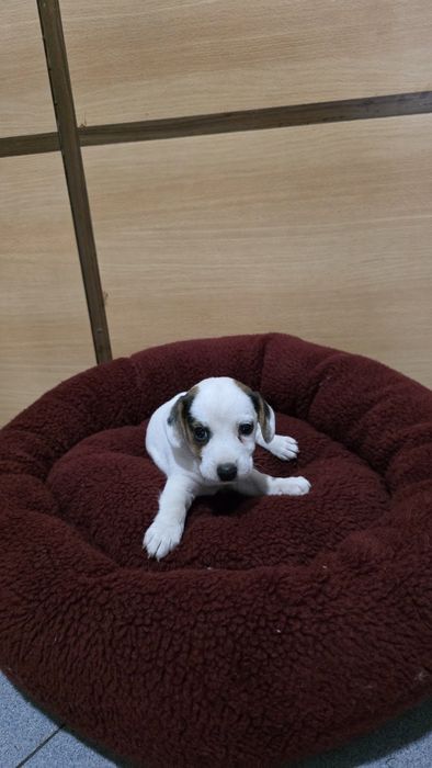 Jack russell macho