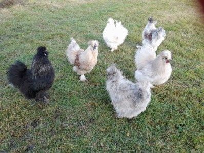 Koguciki silki jedwabiste i białoczuby