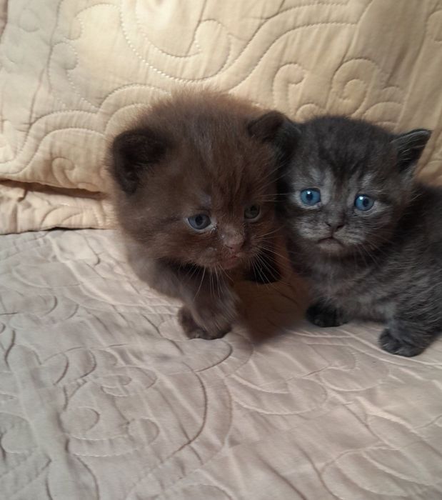 Шотландські кошенята