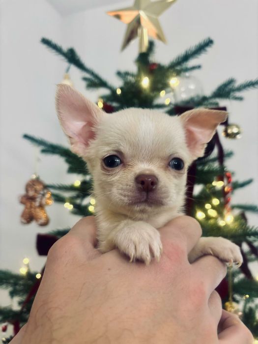 Chihuahua Piękny mały krótkowłosy kremowy z rodowodem!