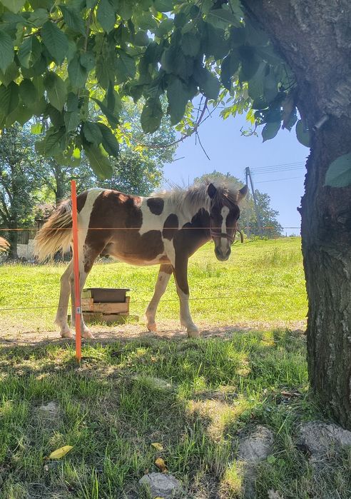 Kuc kucyk młody ogierek
