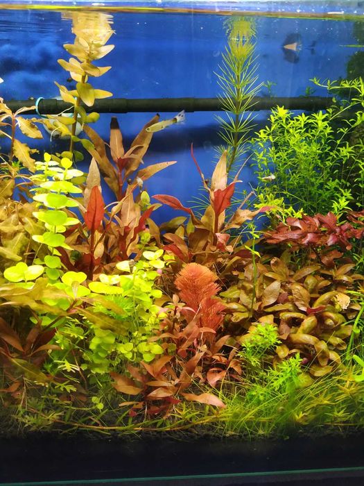 Акваріумні рослини