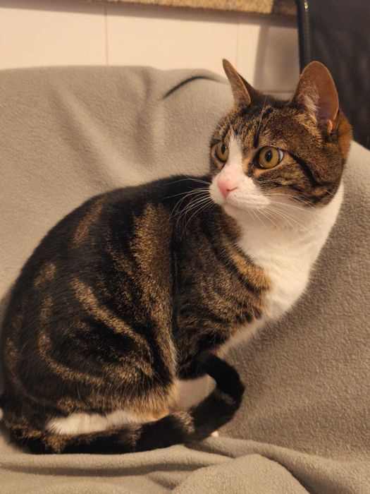 Gatinha doce e serena procura lar tranquilo