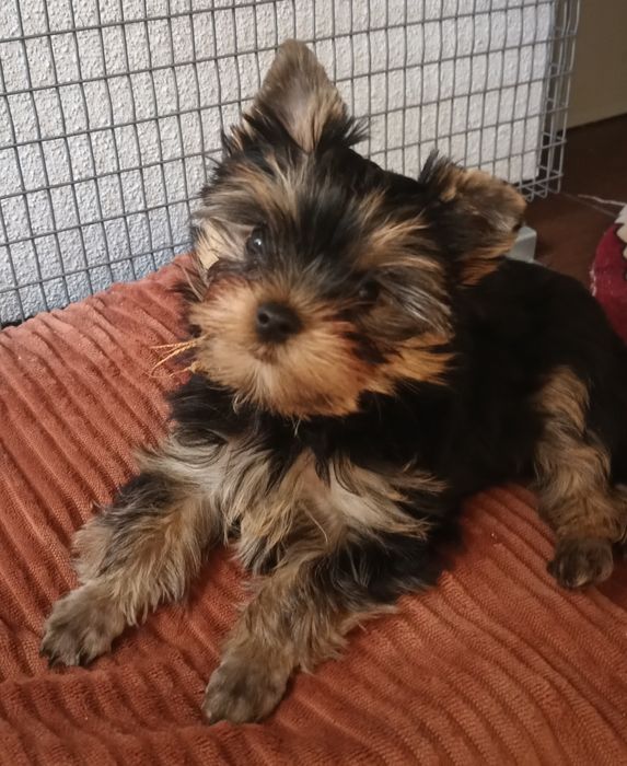 Маленькі йоркшерські тер'єри