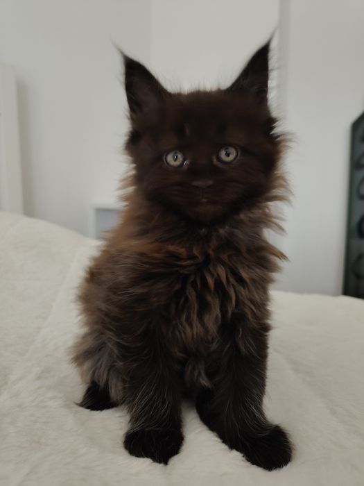 Maine Coon kotka z rodowodem FPL