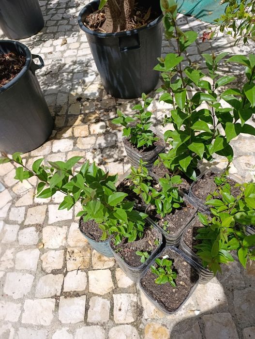 Lote 10 arbustos Ligustrum japonicum (ver descrição)